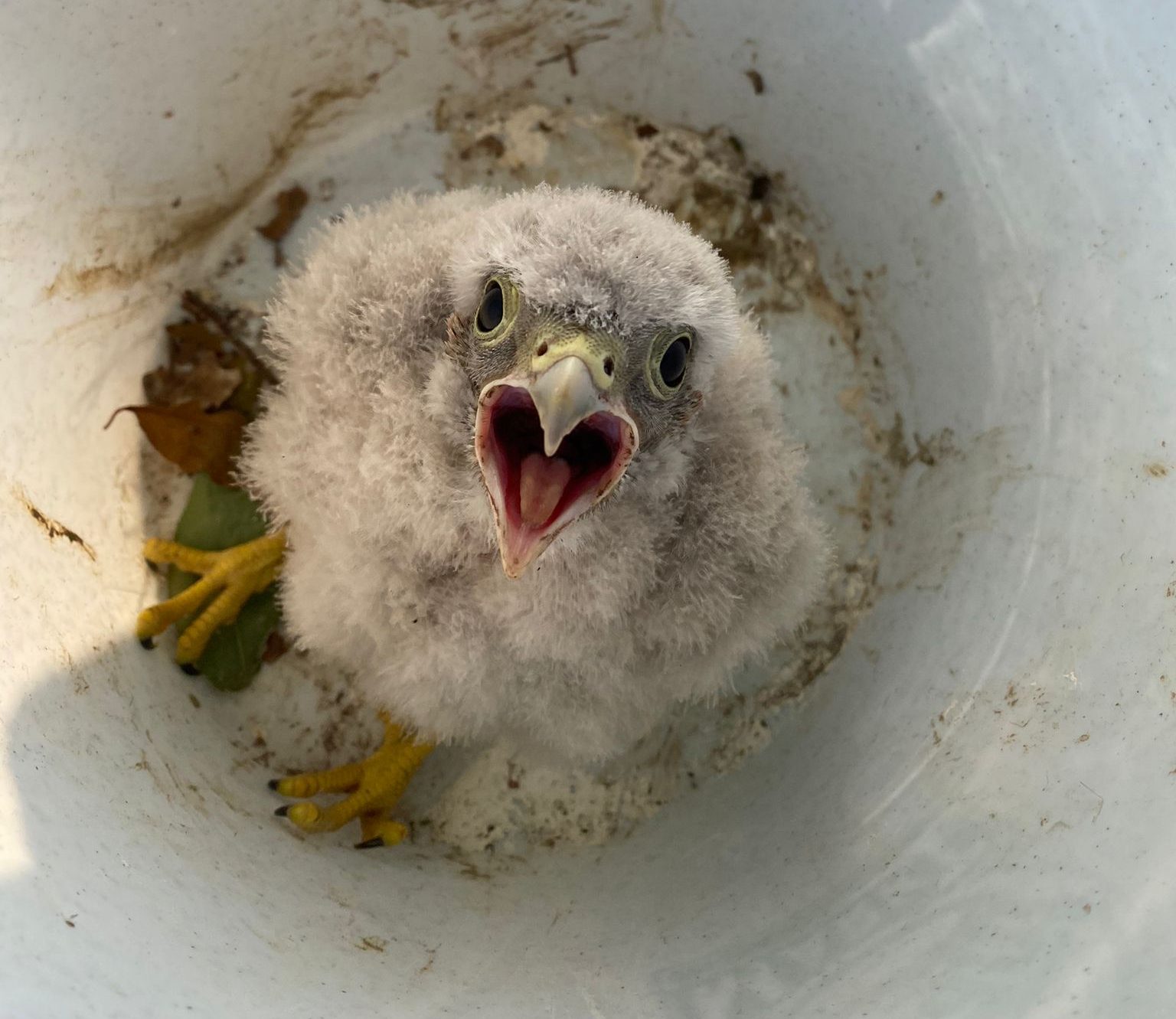 Jonge roofvogel krijst in een witte emmer, open snavel en gele poten zichtbaar.