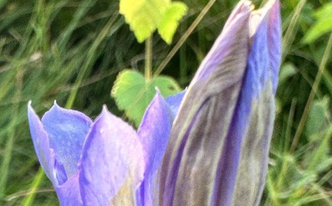 Paarse bloem in knop en bloeiend, omgeven door groen gras.