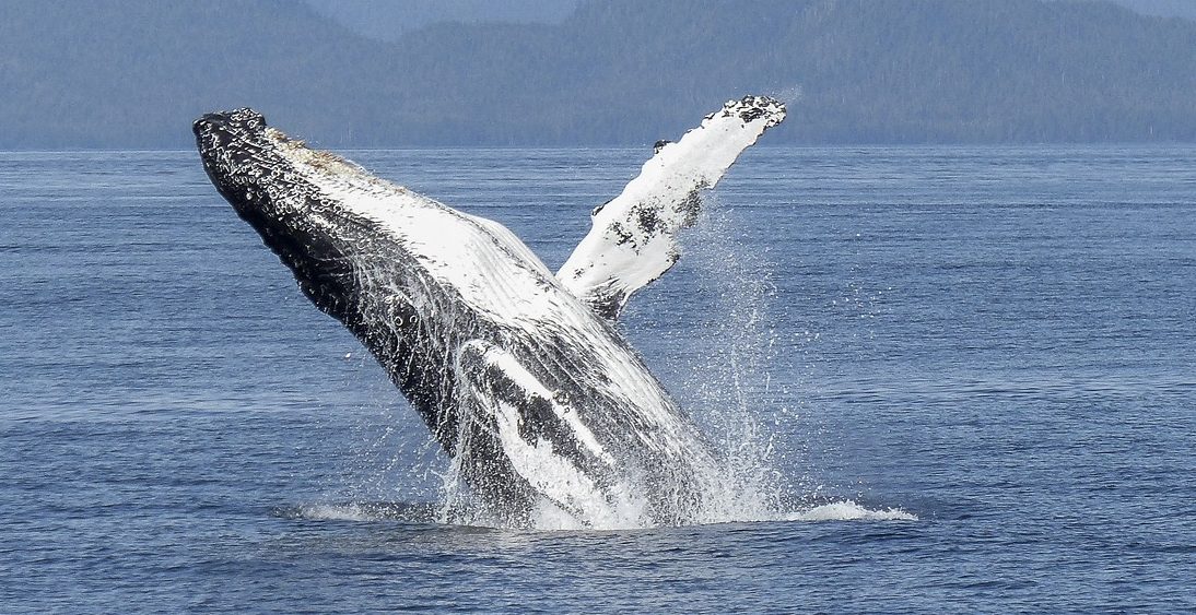 Bultrug springt uit het water met bergen op de achtergrond.
