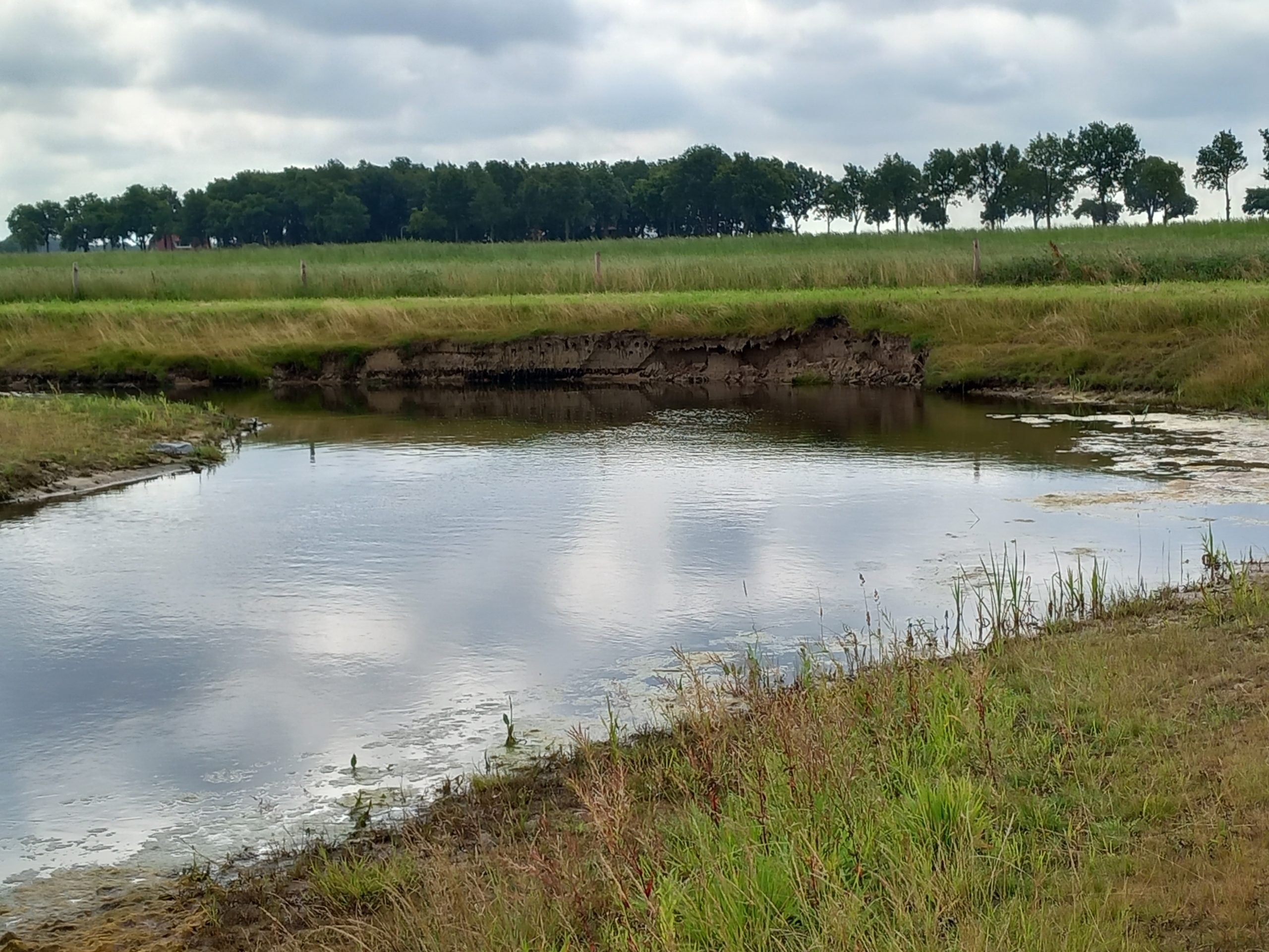 Een rustige vijver met grasland en bomen onder een bewolkte hemel.