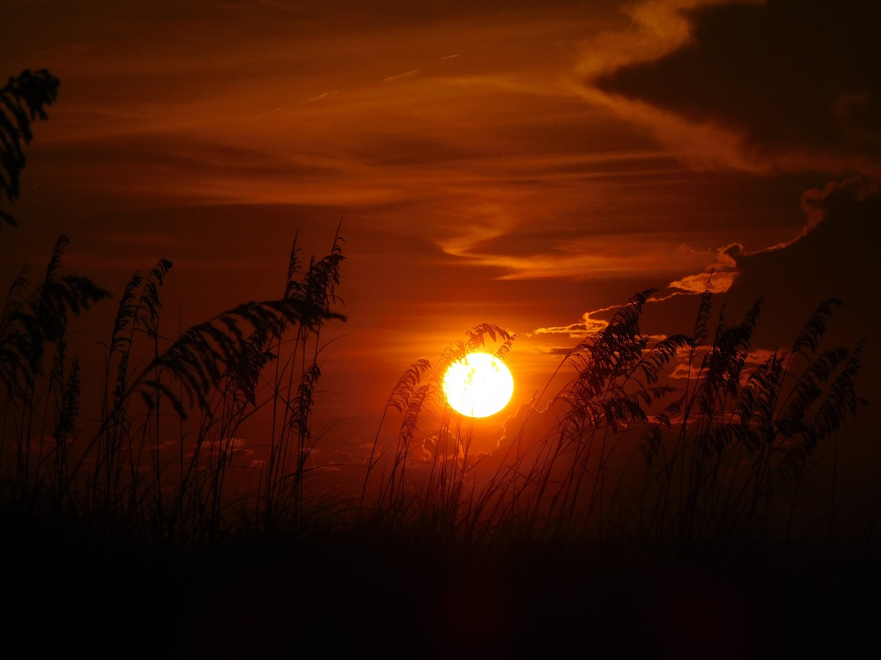 Zonsondergang met silhouetten van gras tegen een oranje lucht.