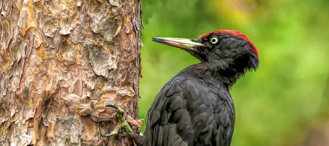 Specht met rode kop klimt tegen boomstam op, groene achtergrond.