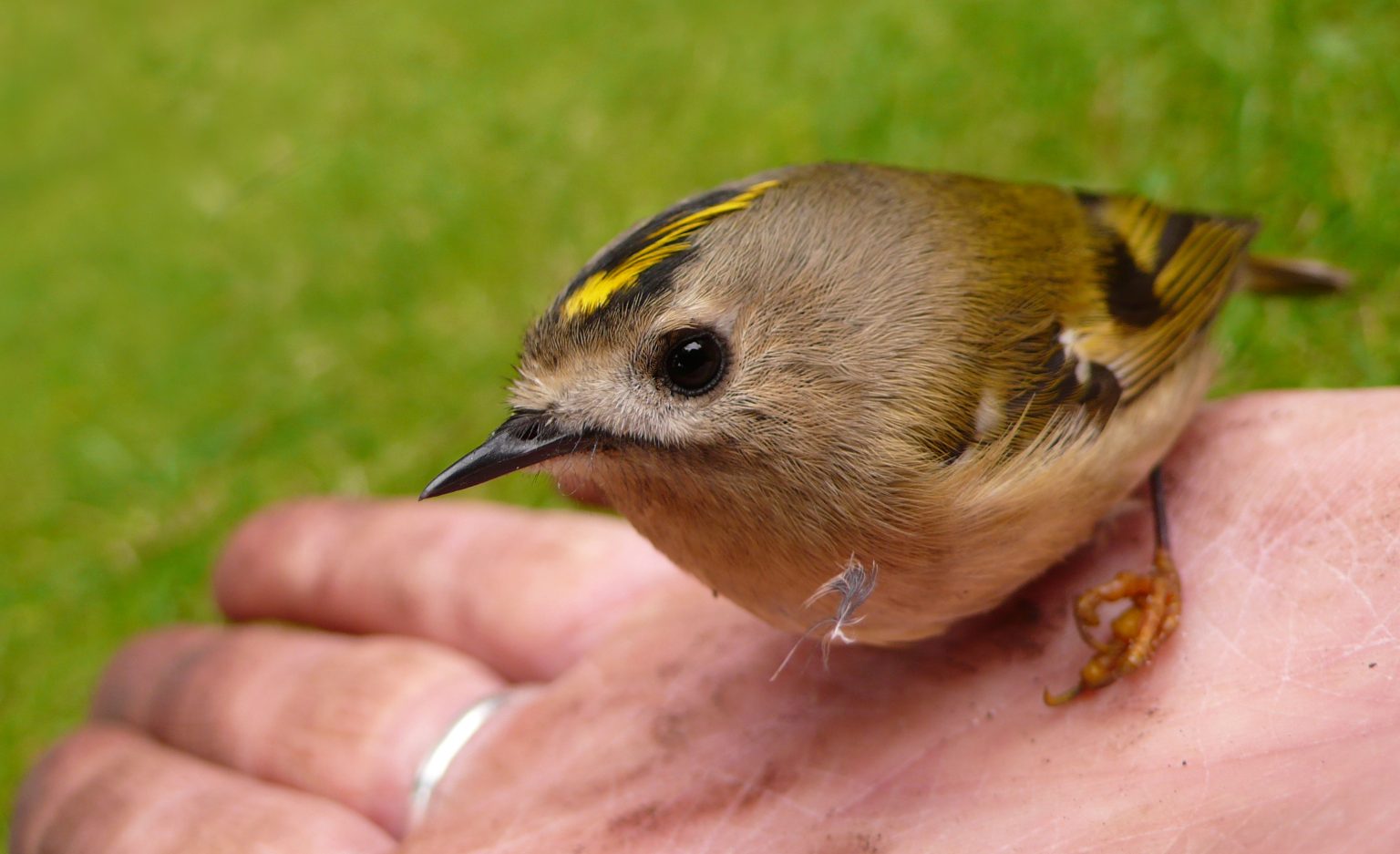 Het goudhaantje ons kleinste vogeltje. - Aa en Hunze