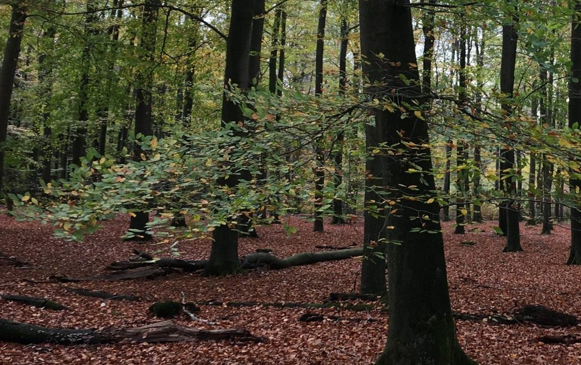 Bostafereel met groene en bruine bladeren. Vloer bedekt met gevallen bladeren en verspreide takken.
