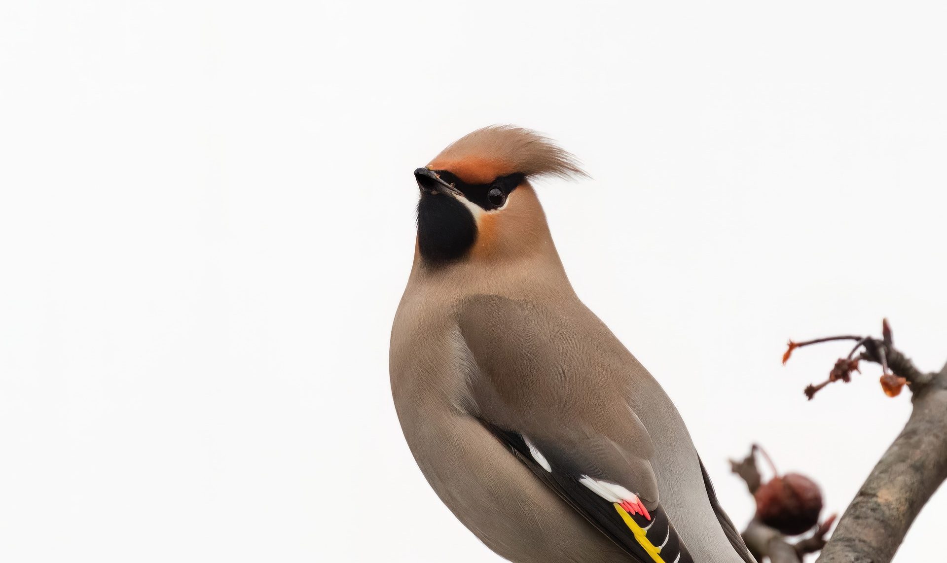 Vogel op tak met witte achtergrond, opvallende kuif en kleurrijke vleugels.