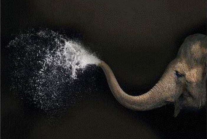 Een olifant spuit water uit zijn slurf tegen een donkere achtergrond.