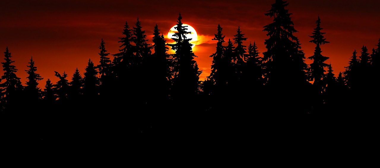 Silhouet van bomen tegen een vurige zonsondergang met een helder verlichte zon.