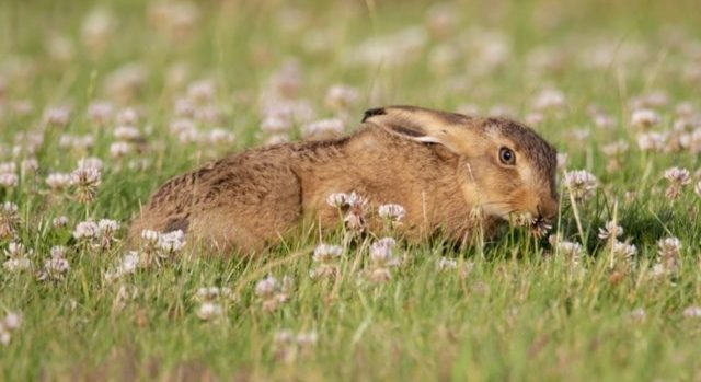 Een haas rust in gras omgeven door witte bloemen.
