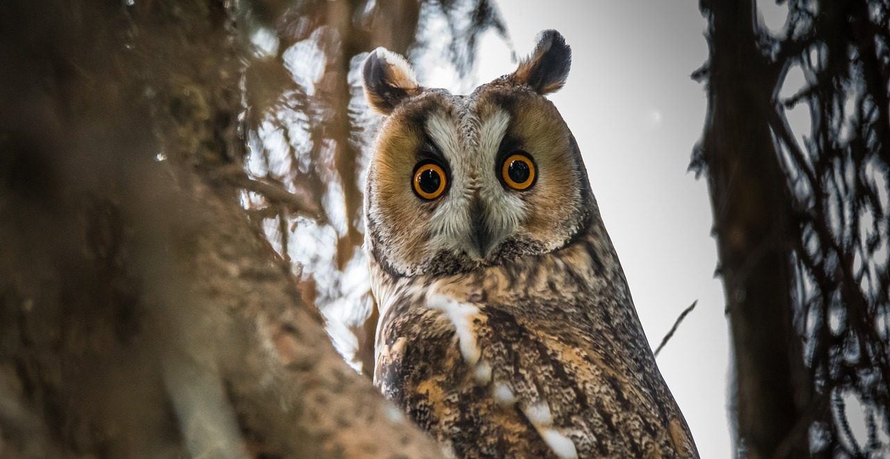 Uil met oranje ogen zittend in een boom, omringd door takken.
