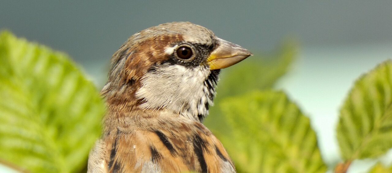 Close-up van een mus met bruine veren en groen blad erachter.