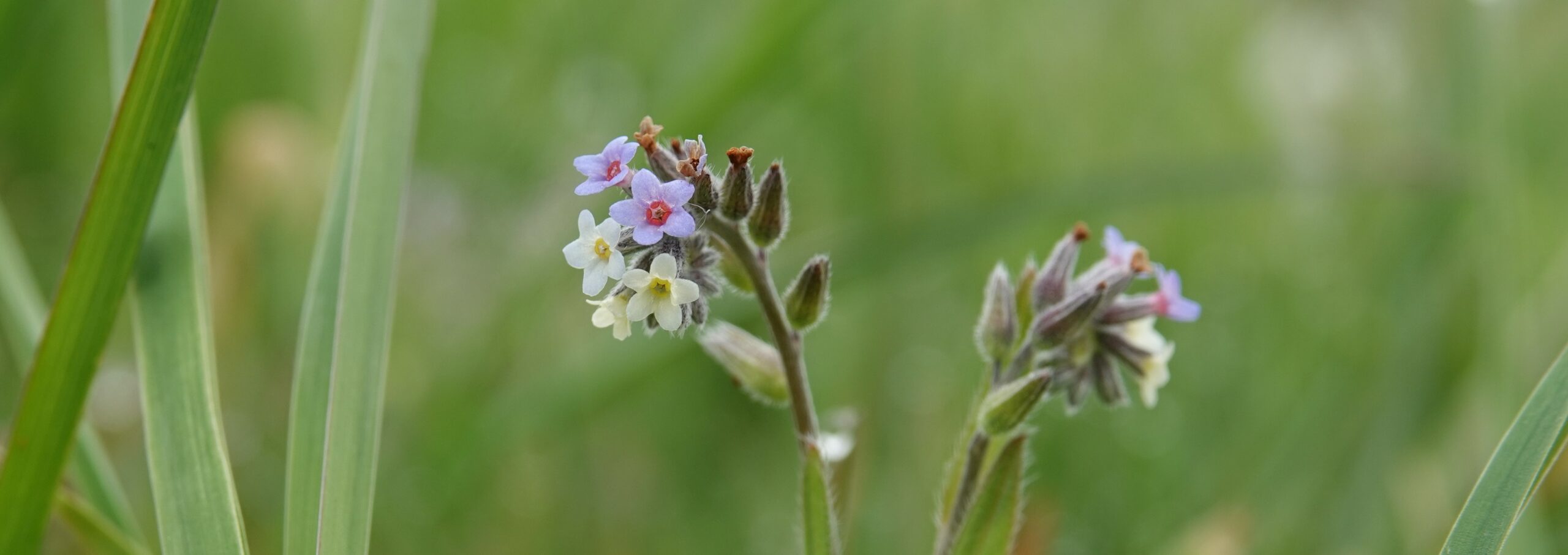 Kleine, paarse en witte bloemetjes tussen groen gras op een wazige achtergrond.