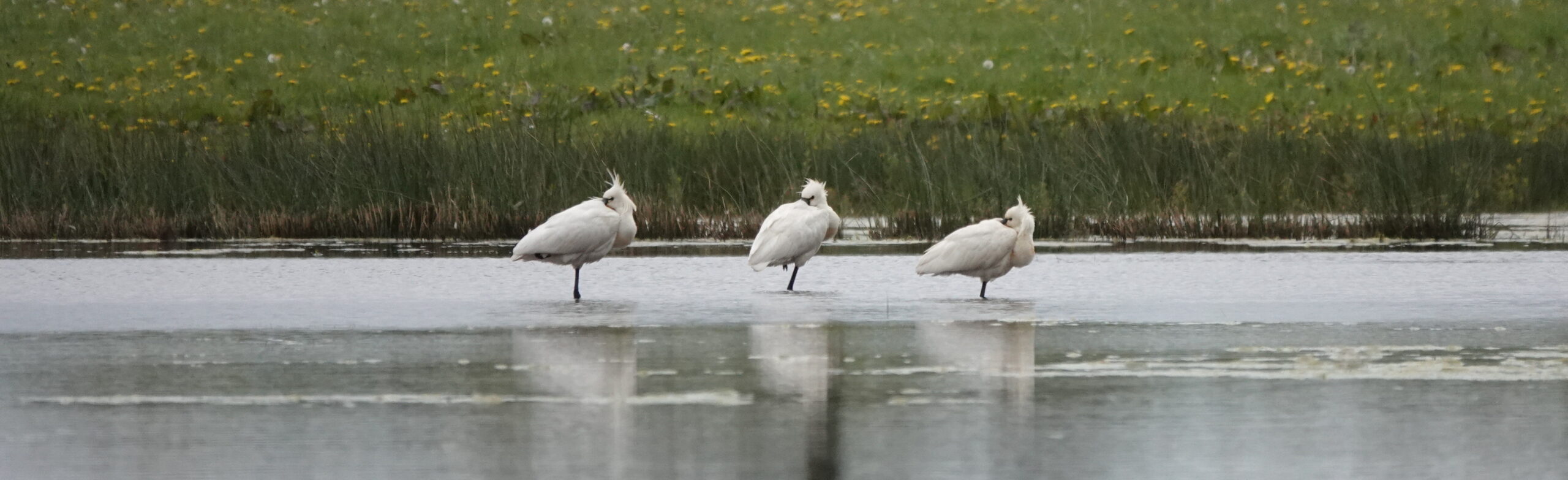 Drie witte vogels staan in het ondiepe water voor een grasland met gele bloemen.