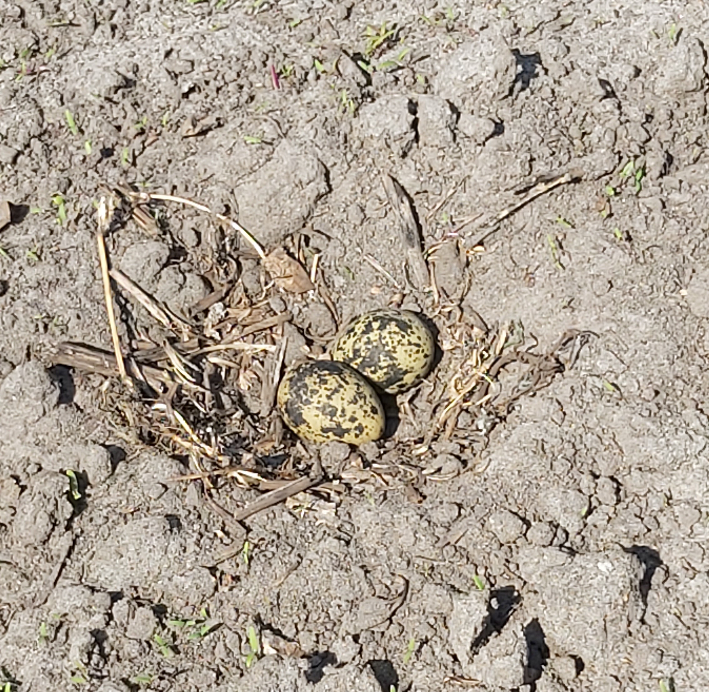 Twee gevlekte eieren in een simpel nest op kale grond.