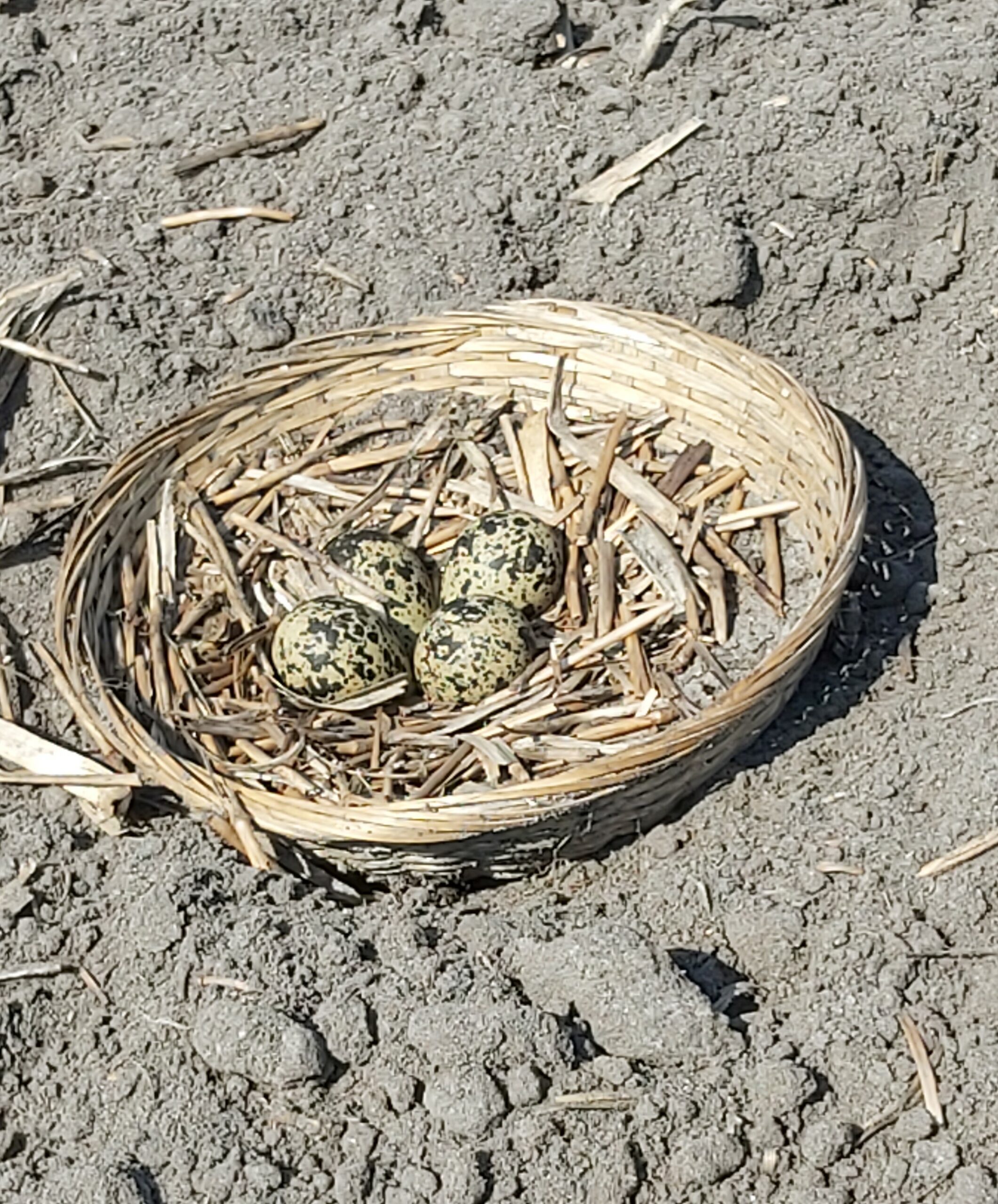 Vogelnest met vier gevlekte eieren in een mand op droge, zanderige grond.