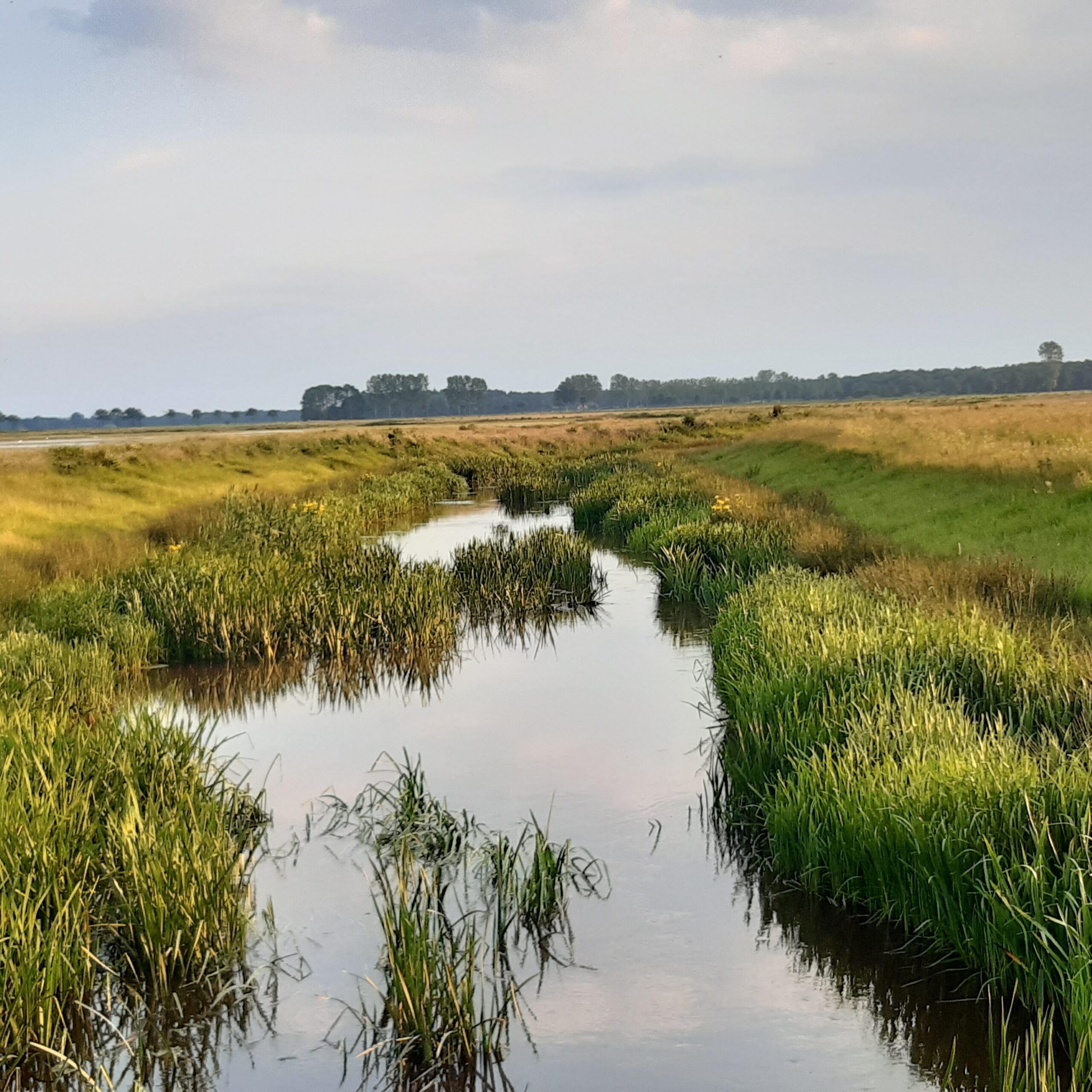 Een smalle beek stroomt door een groen, grasrijk landschap onder een bewolkte hemel.