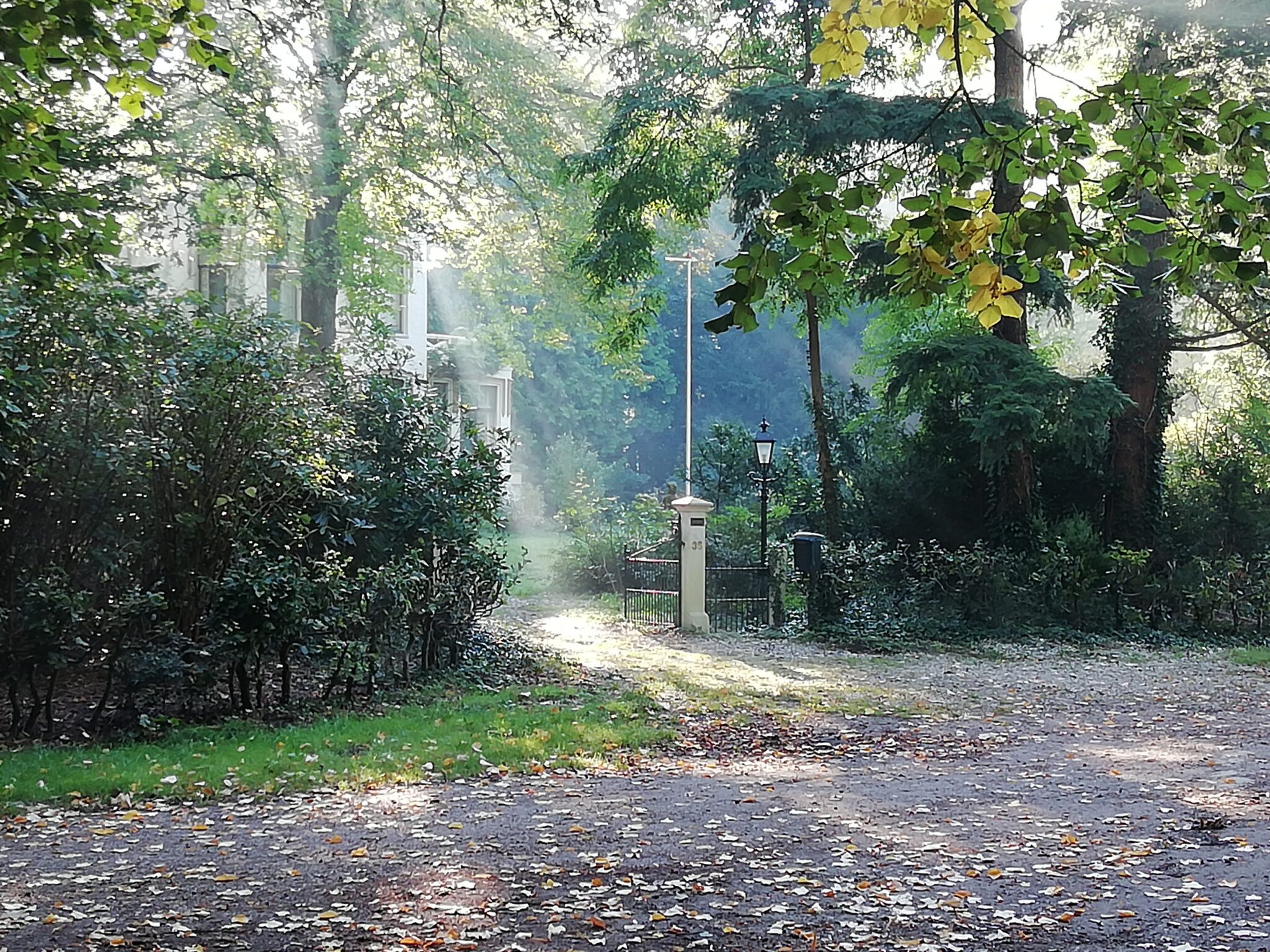 Bospad in zonlicht, omgeven door groene bomen en struiken, met een lantaarnpaal en hek.