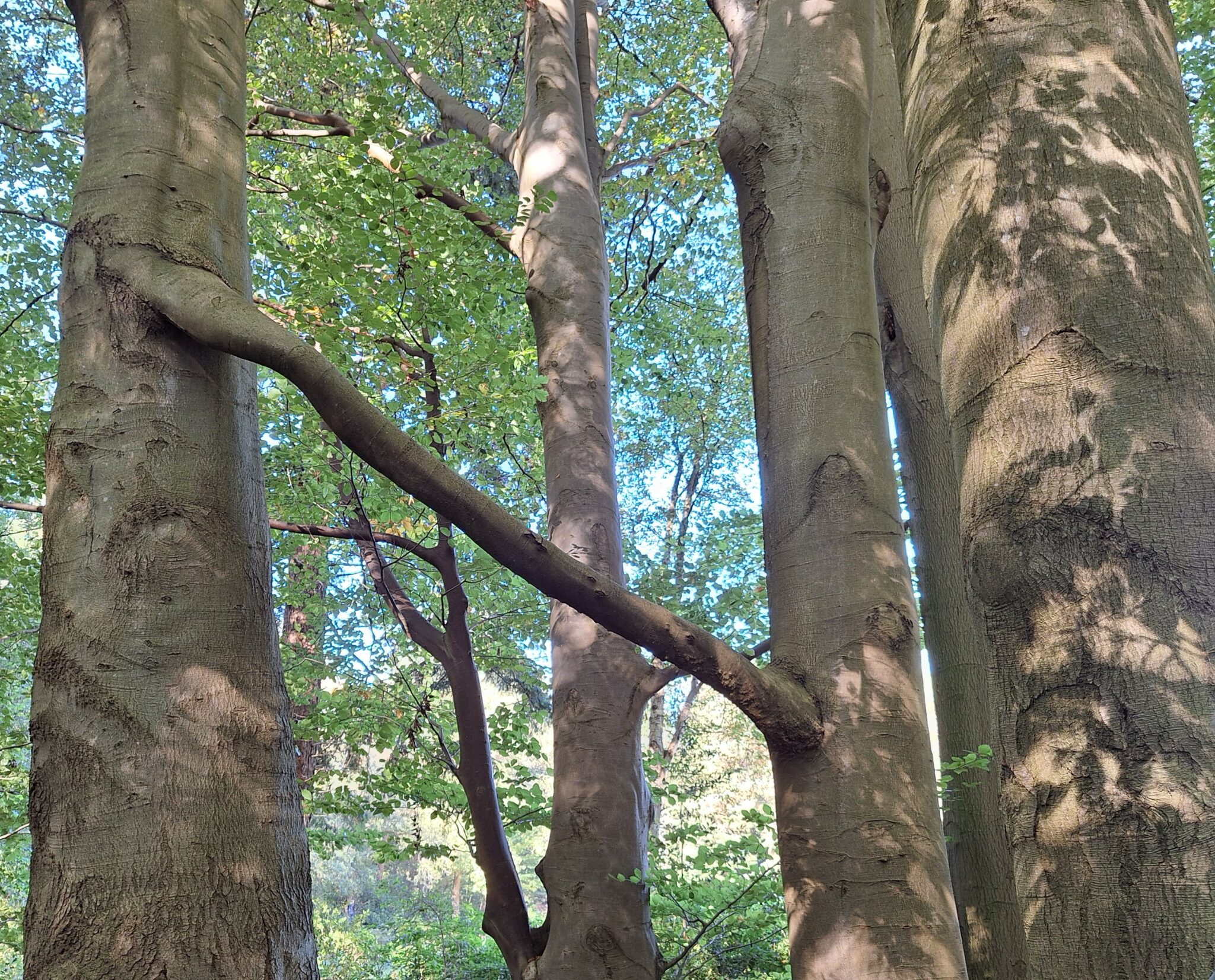Boomstammen in een bos met een tak die twee stammen verbindt. Lichte en schaduwrijke plekken.