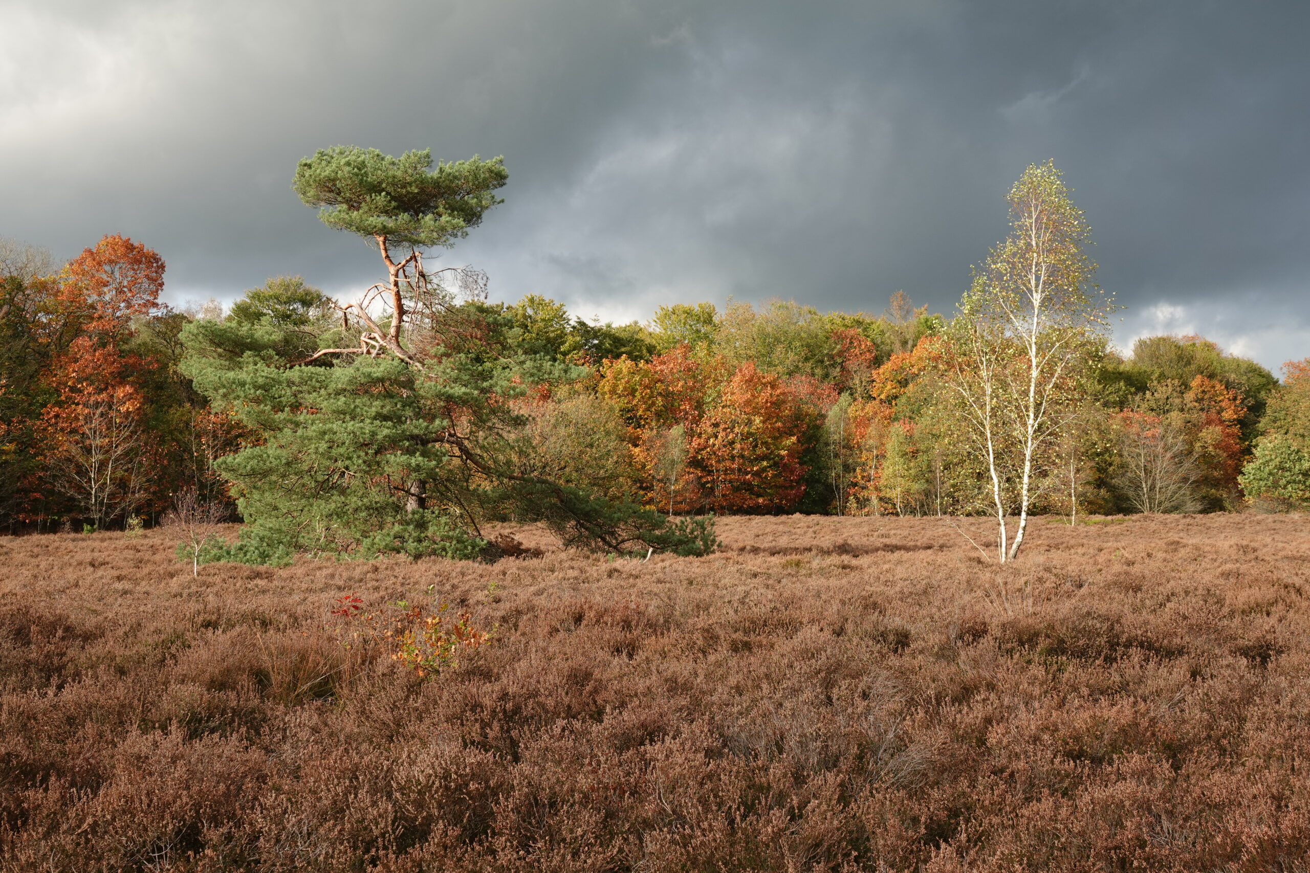 Open veld met bomen in herfstkleuren onder donkere, bewolkte lucht.