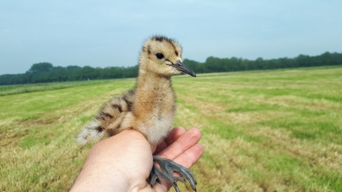 Hand houdt jong vogeltje vast op open grasveld met bomen in de verte onder een blauwe lucht.
