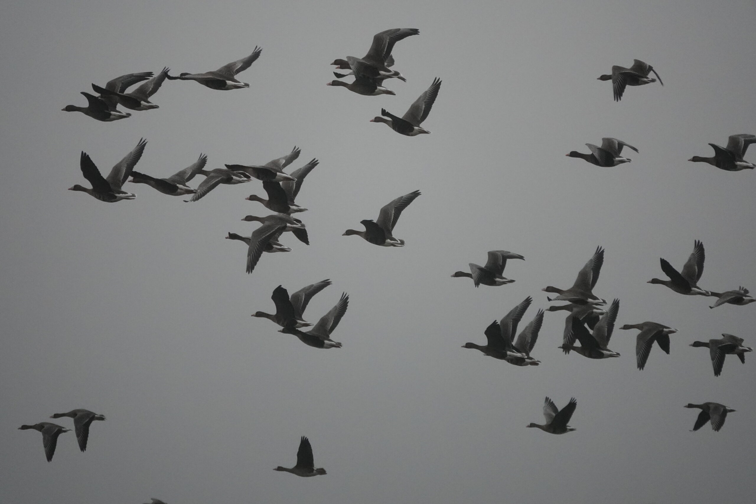 Een zwerm ganzen vliegt in formatie door een grijze lucht.