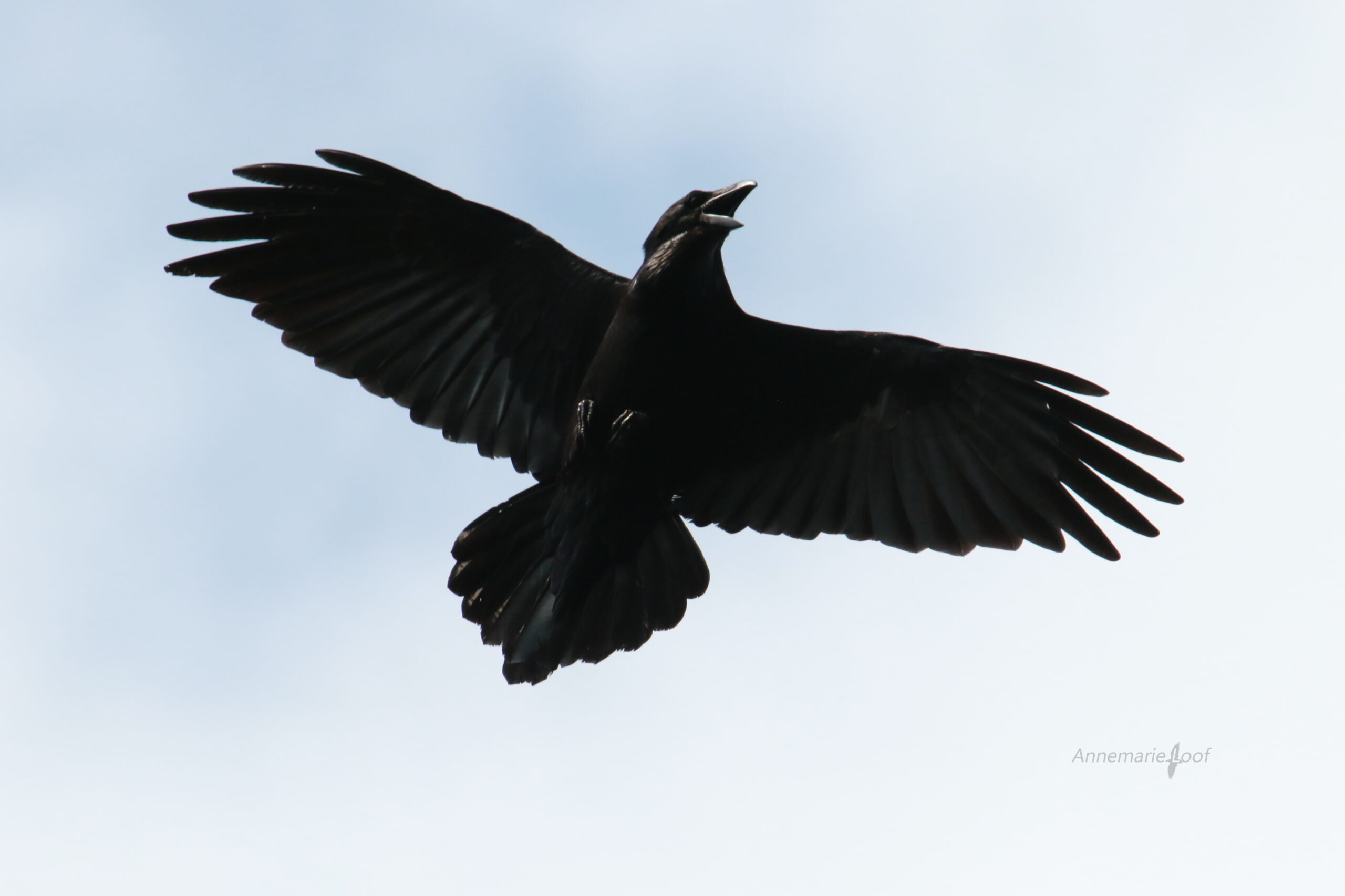 Zwarte vogel in vlucht tegen een lichte lucht, met gespreide vleugels en geopende snavel.