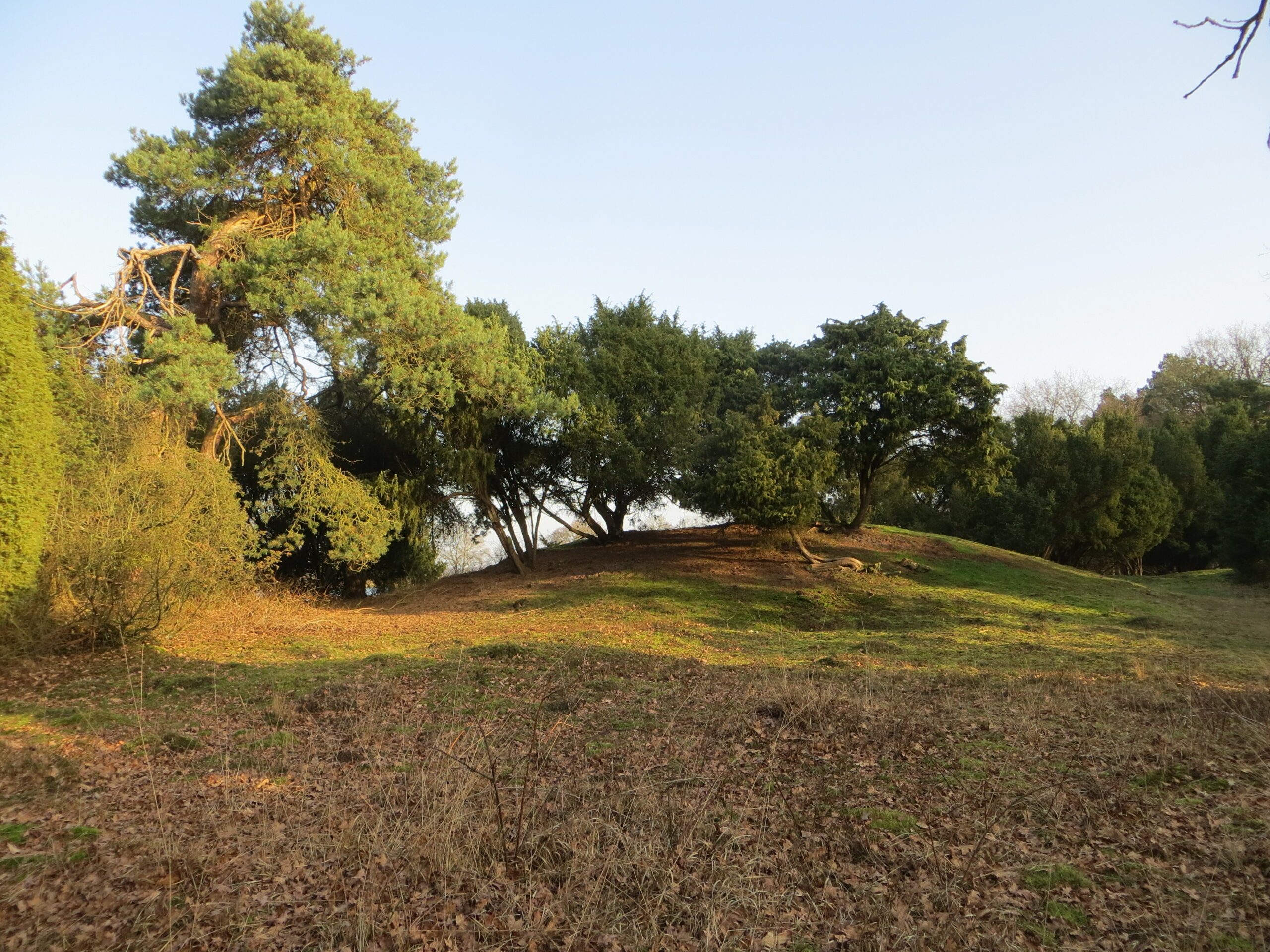 Groen graslandschap met verspreide bomen onder een heldere lucht.