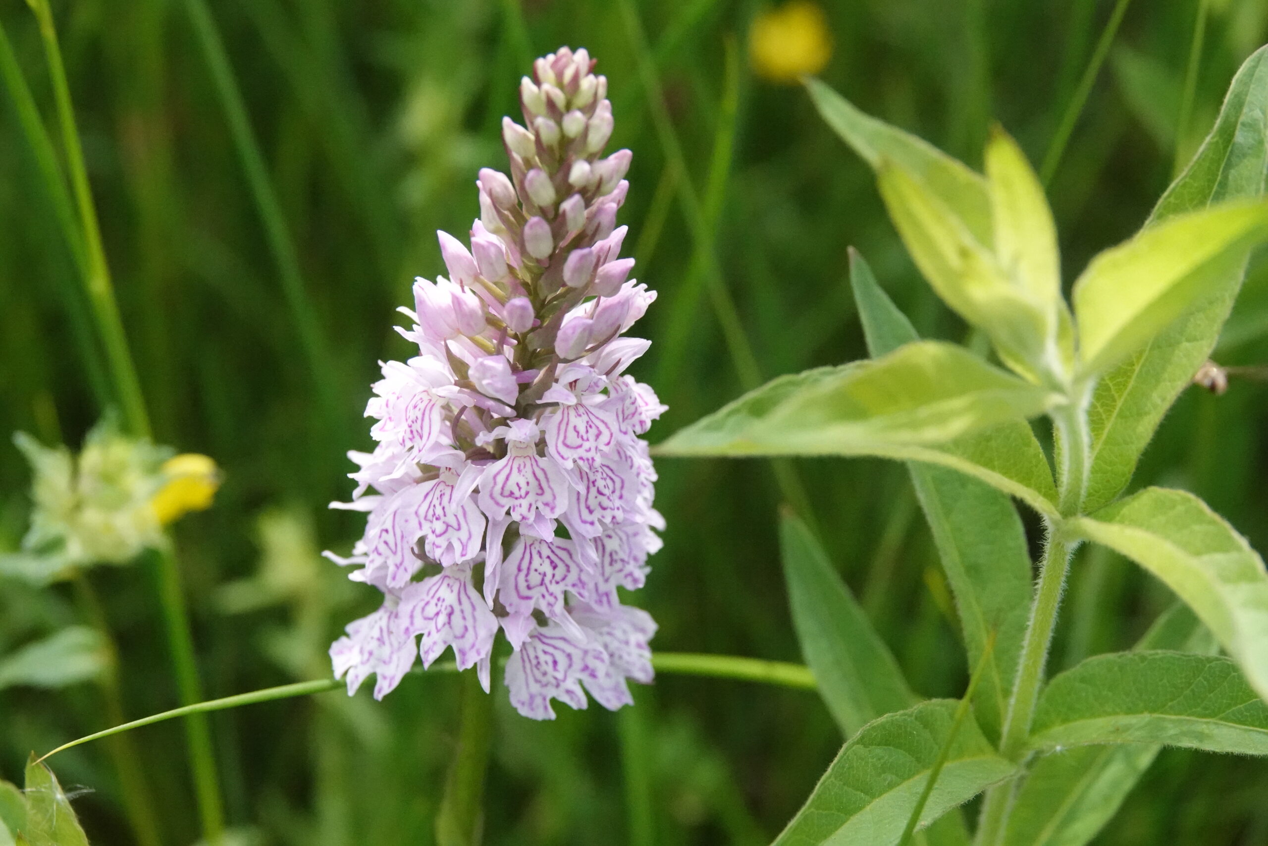 Paarse orchidee in bloei, omringd door groene bladeren en gras.