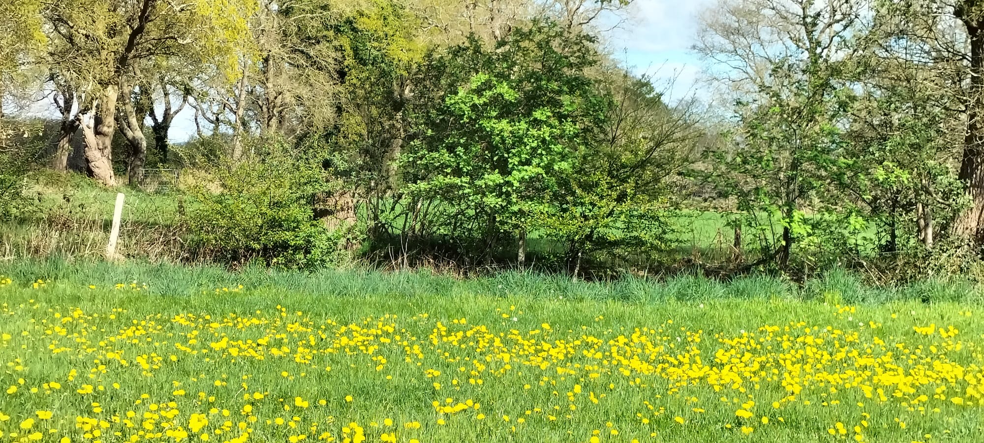 Weide met gele bloemen en groene bomen onder een blauwe lucht.