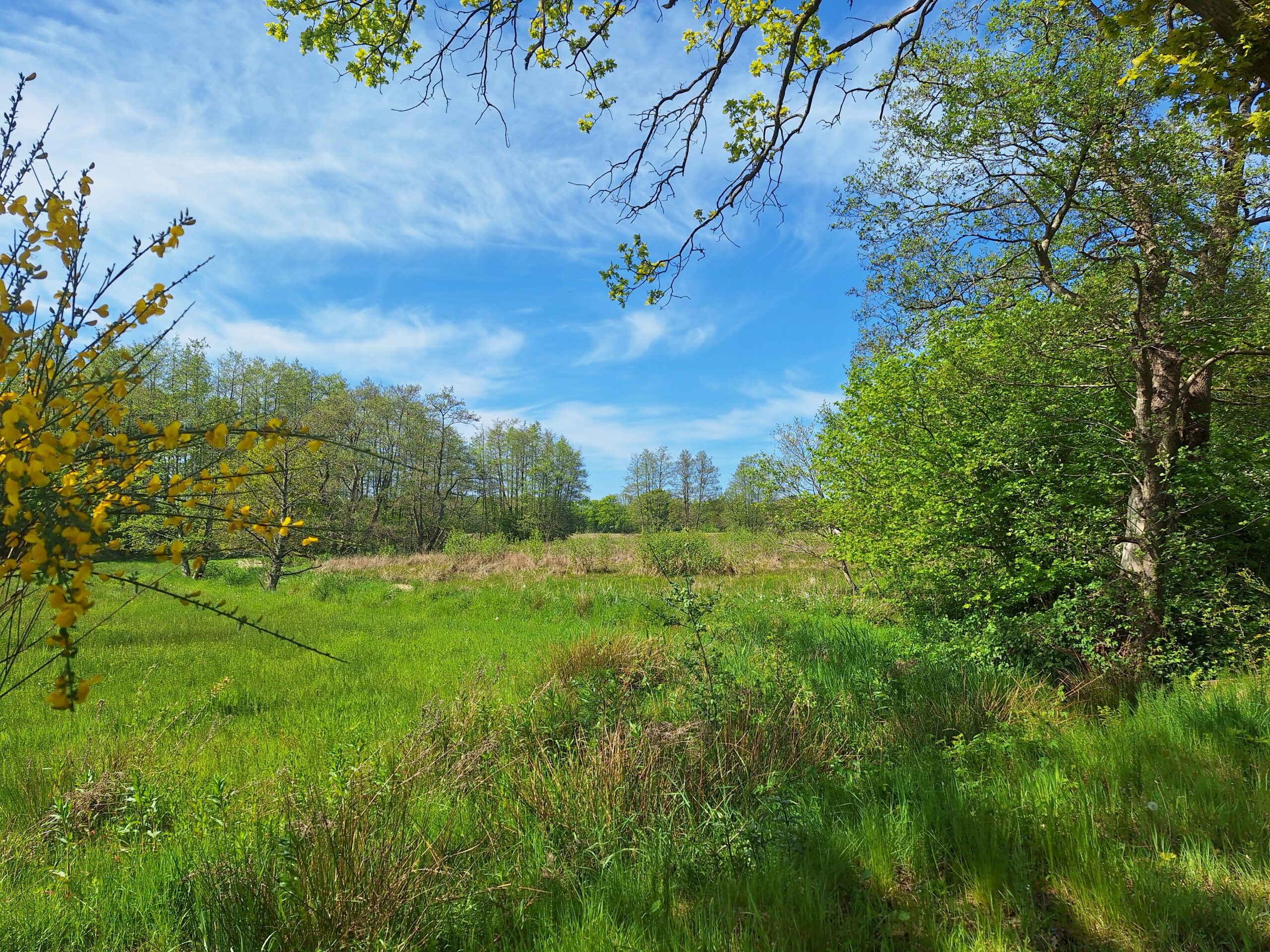 Groen grasveld met bloeiende struiken en bomen onder een blauwe lucht met dunne wolken.