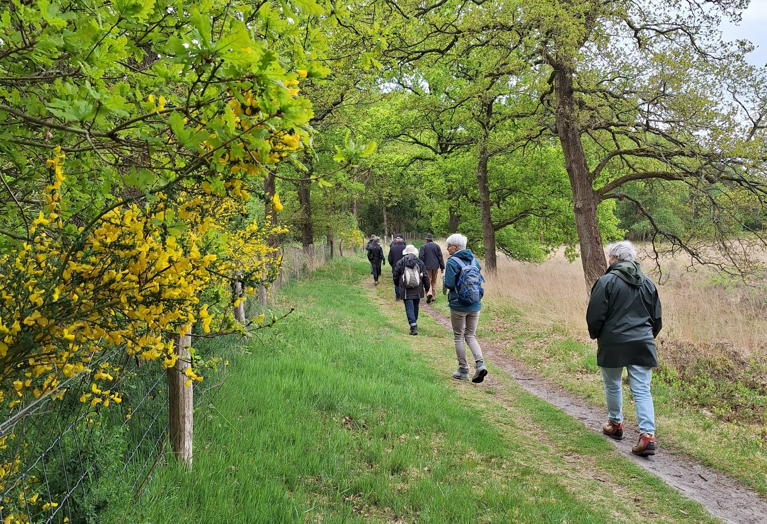 Wandelaars lopen langs een groen pad met gele bloemen en bomen in een bosrijke omgeving.