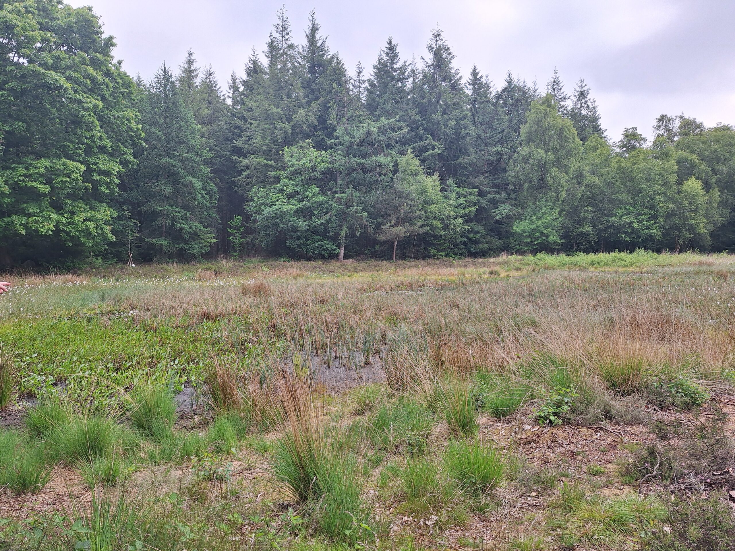 Een groene open plek met gras en struiken, omringd door een dichte bosrand van hoge bomen.