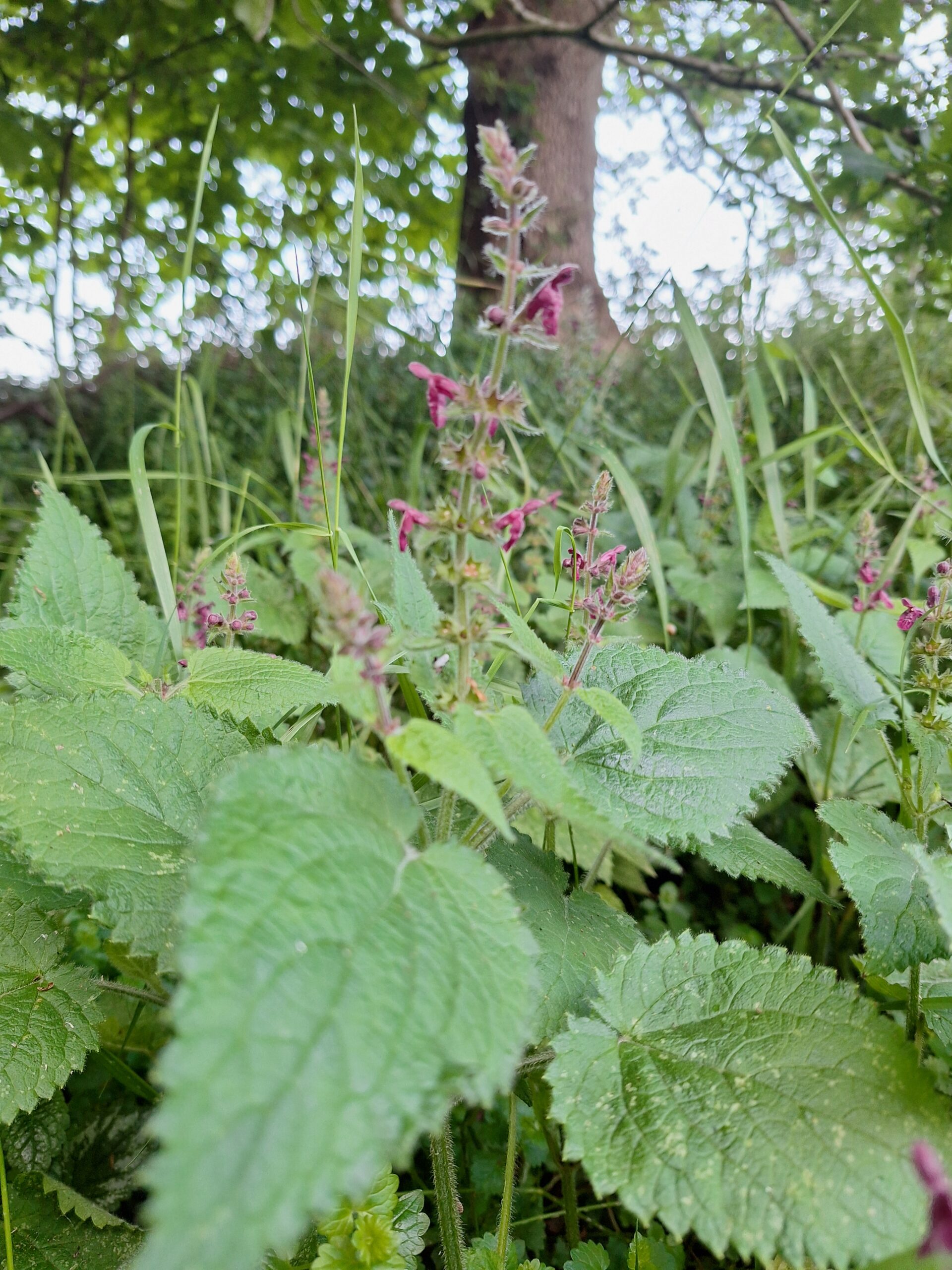 Groen gebladerte met paarse bloemen, gefotografeerd in een bosrijke omgeving.