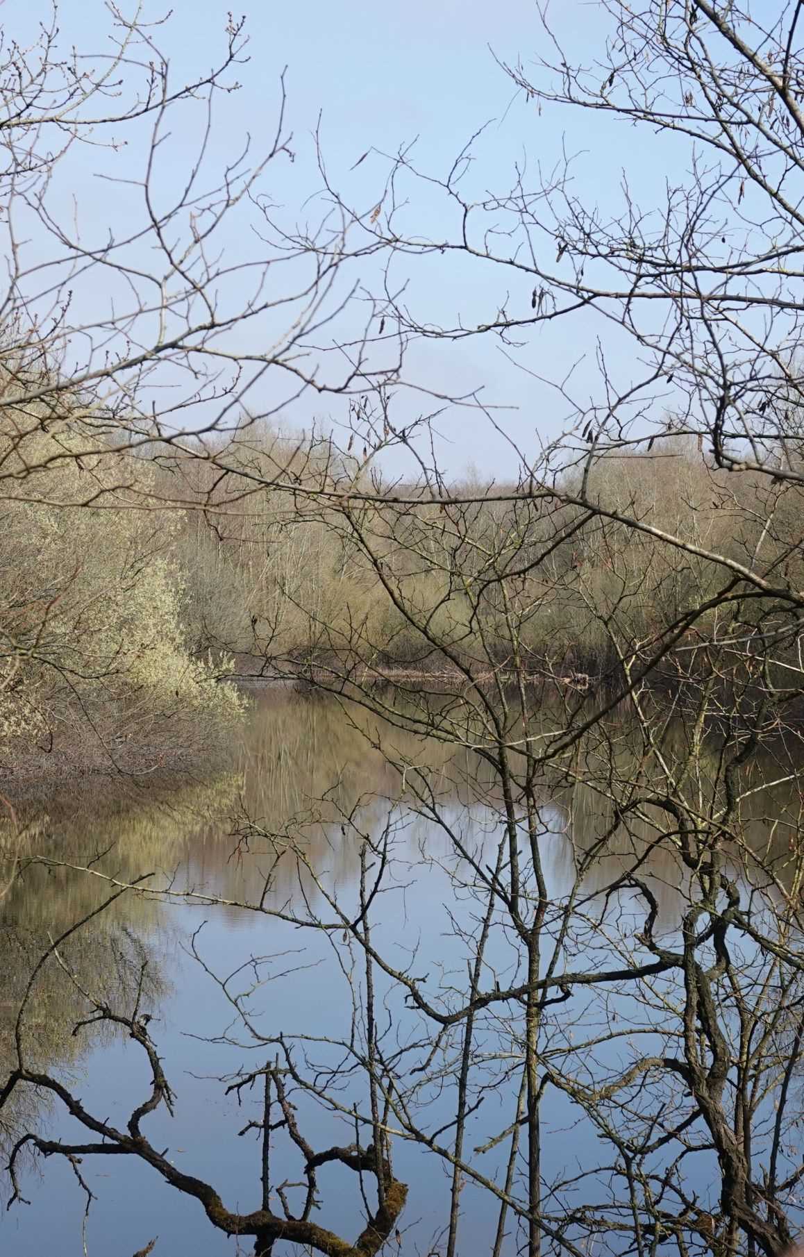 Kale takken voor een rustige vijver met weerspiegeling van bomen en blauwe lucht.