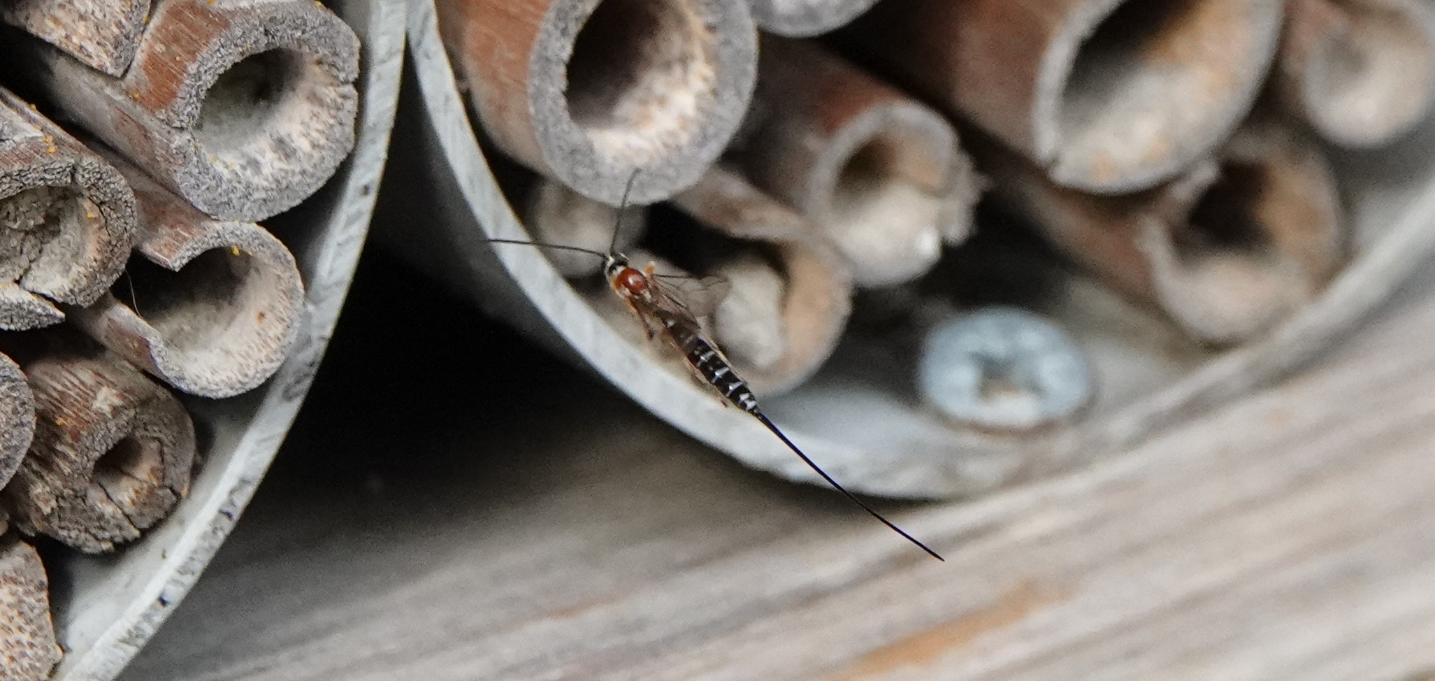 Insect op holle bamboestokken, mogelijk een bijenhotel, met schroef zichtbaar rechts.