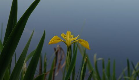 Gele iris bij een stil, blauwgrijs water met groene bladeren.
