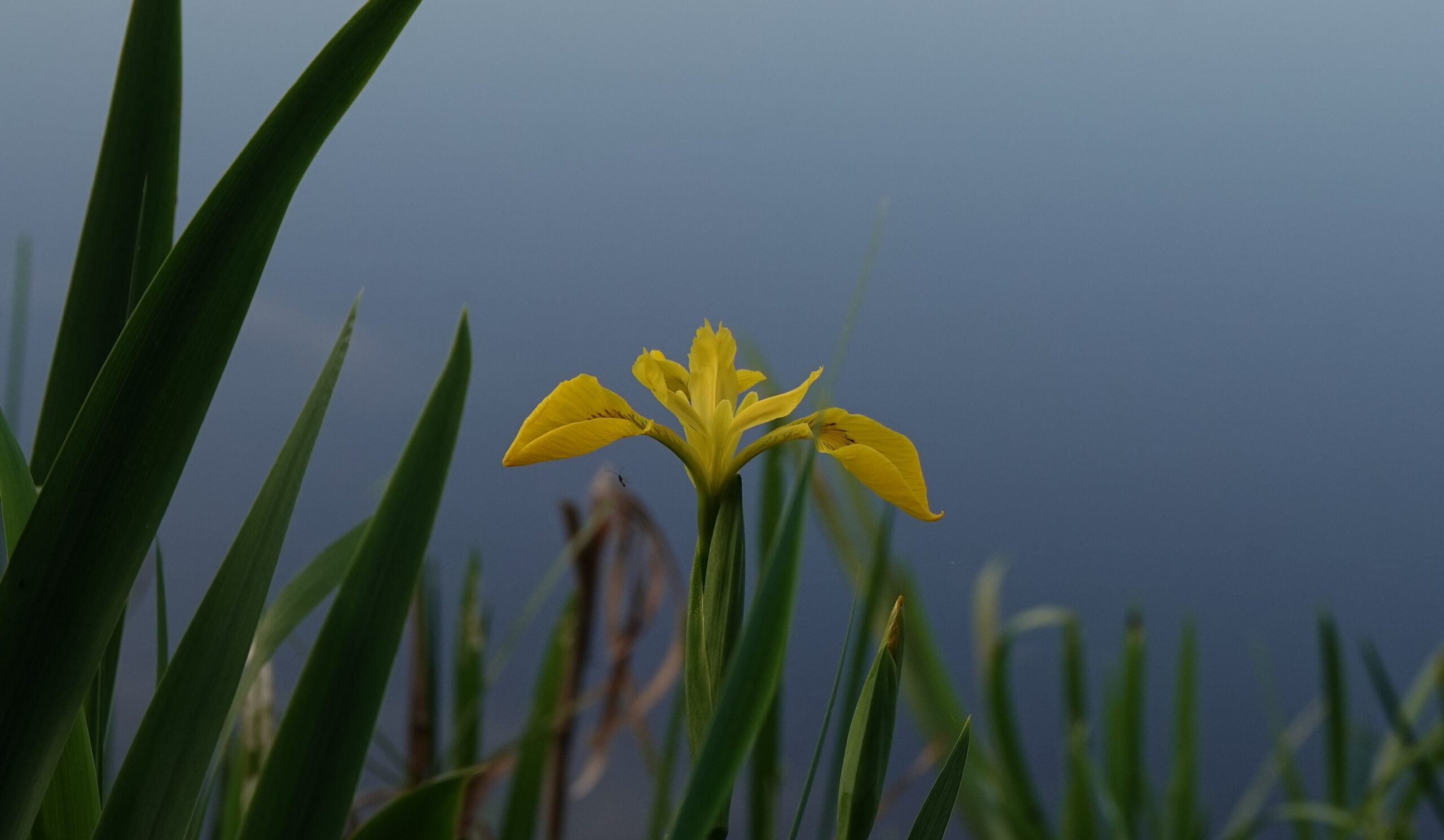 Gele iris bij een stil, blauwgrijs water met groene bladeren.