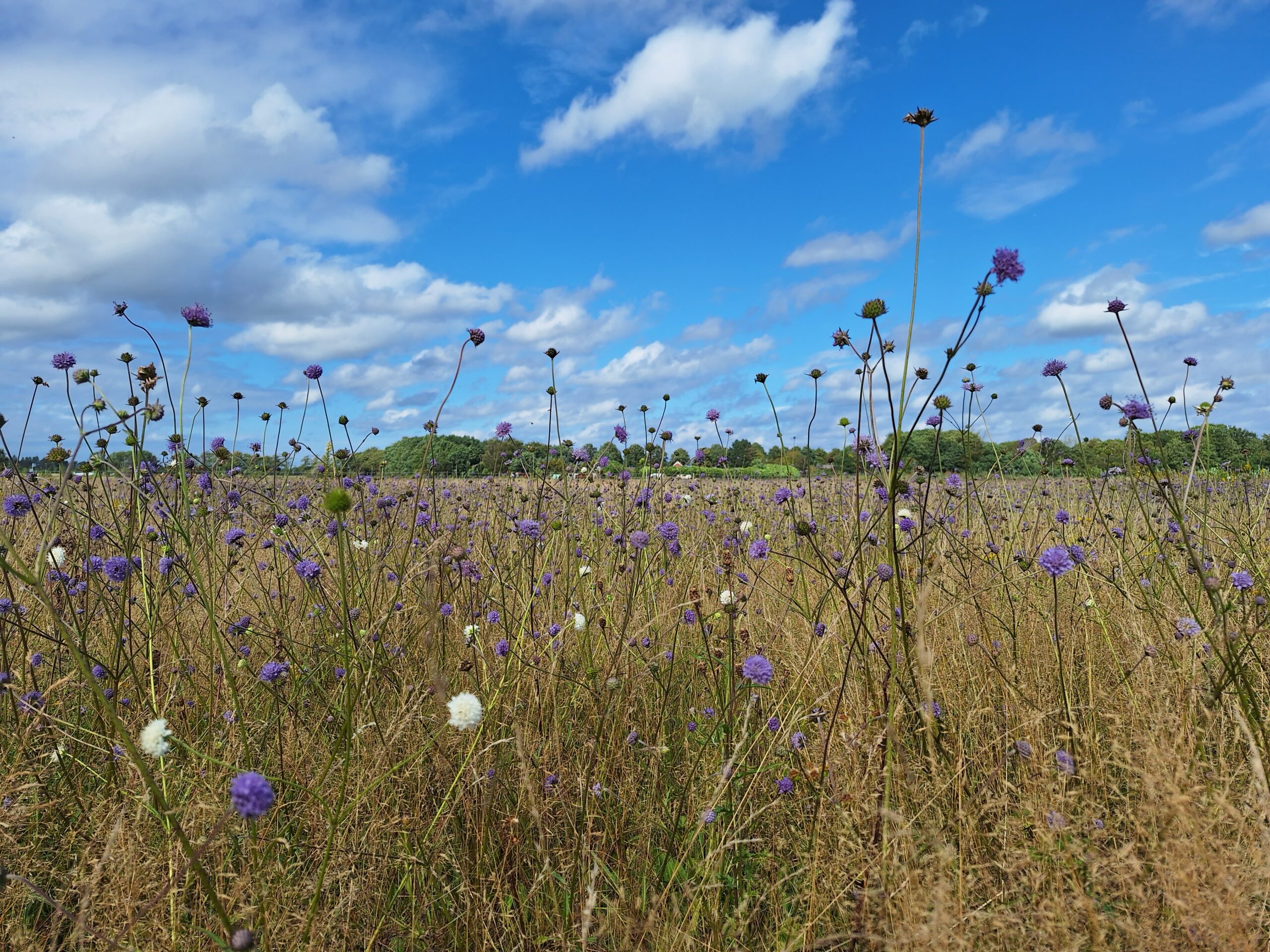 Paarse veldbloemen onder een heldere blauwe lucht met enkele wolken.