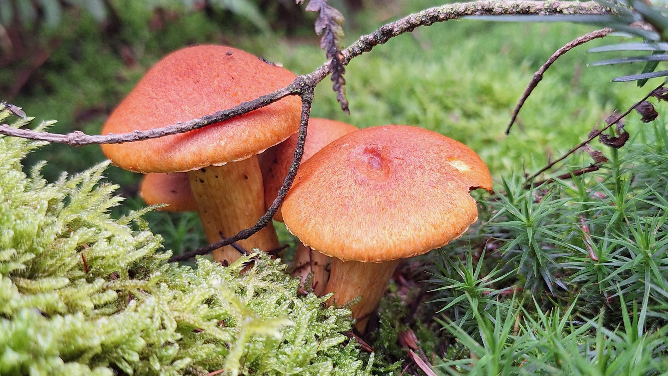 Oranje paddenstoelen groeien tussen mos en groen gras, bedekt door een takje.