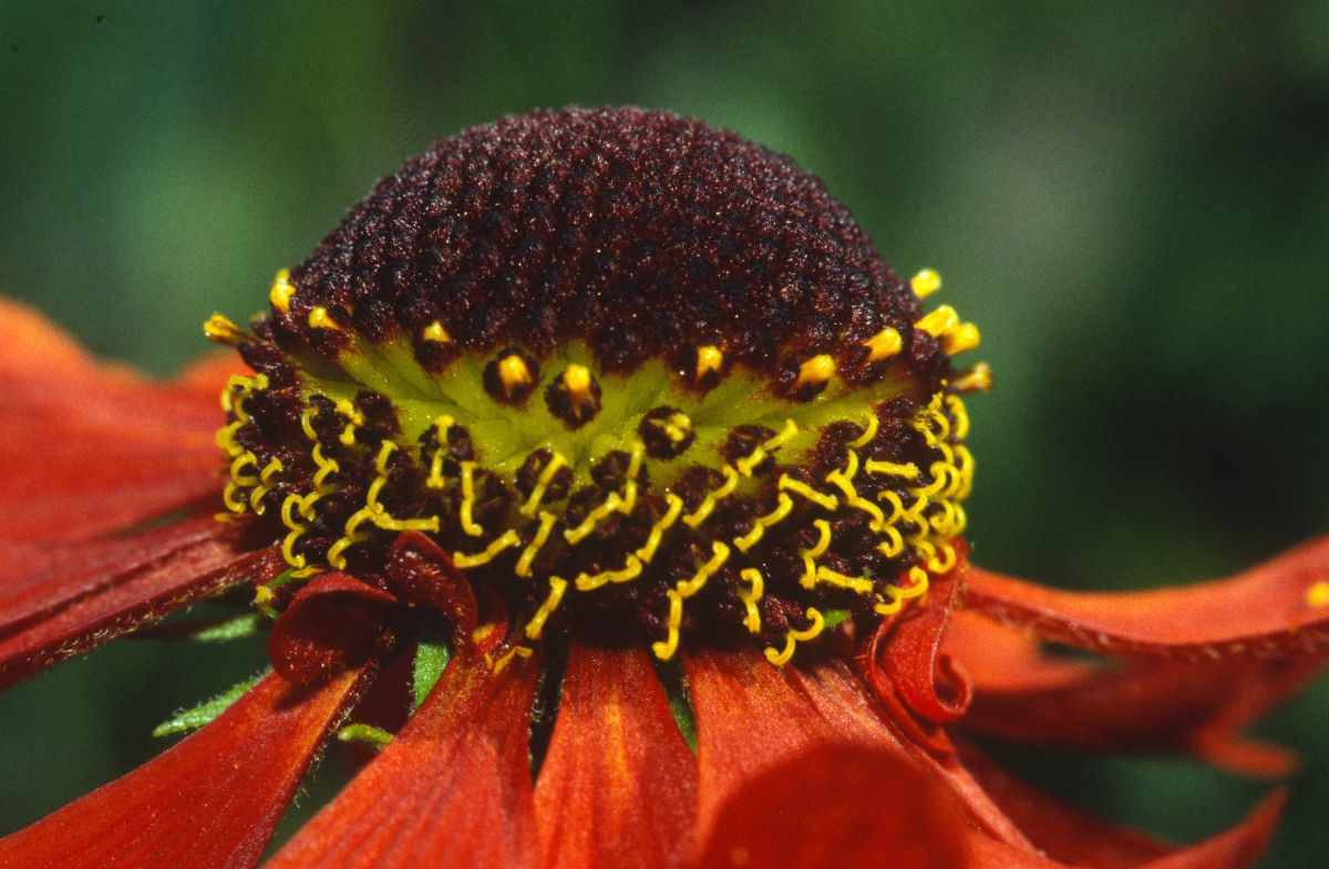 Close-up van rode bloem met bruine kern en gele accenten op groene achtergrond.