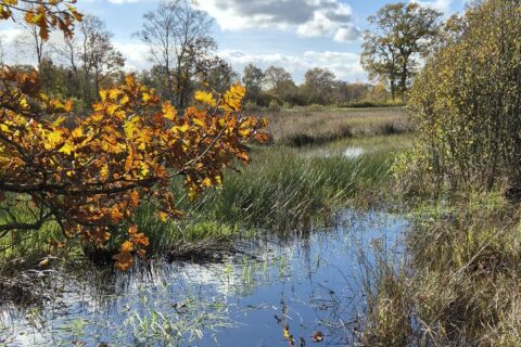 Herfstlandschap met gele bladeren, gras en een kleine plas onder een blauwe lucht met wolken.