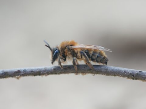 Bij op tak tegen wazige achtergrond.