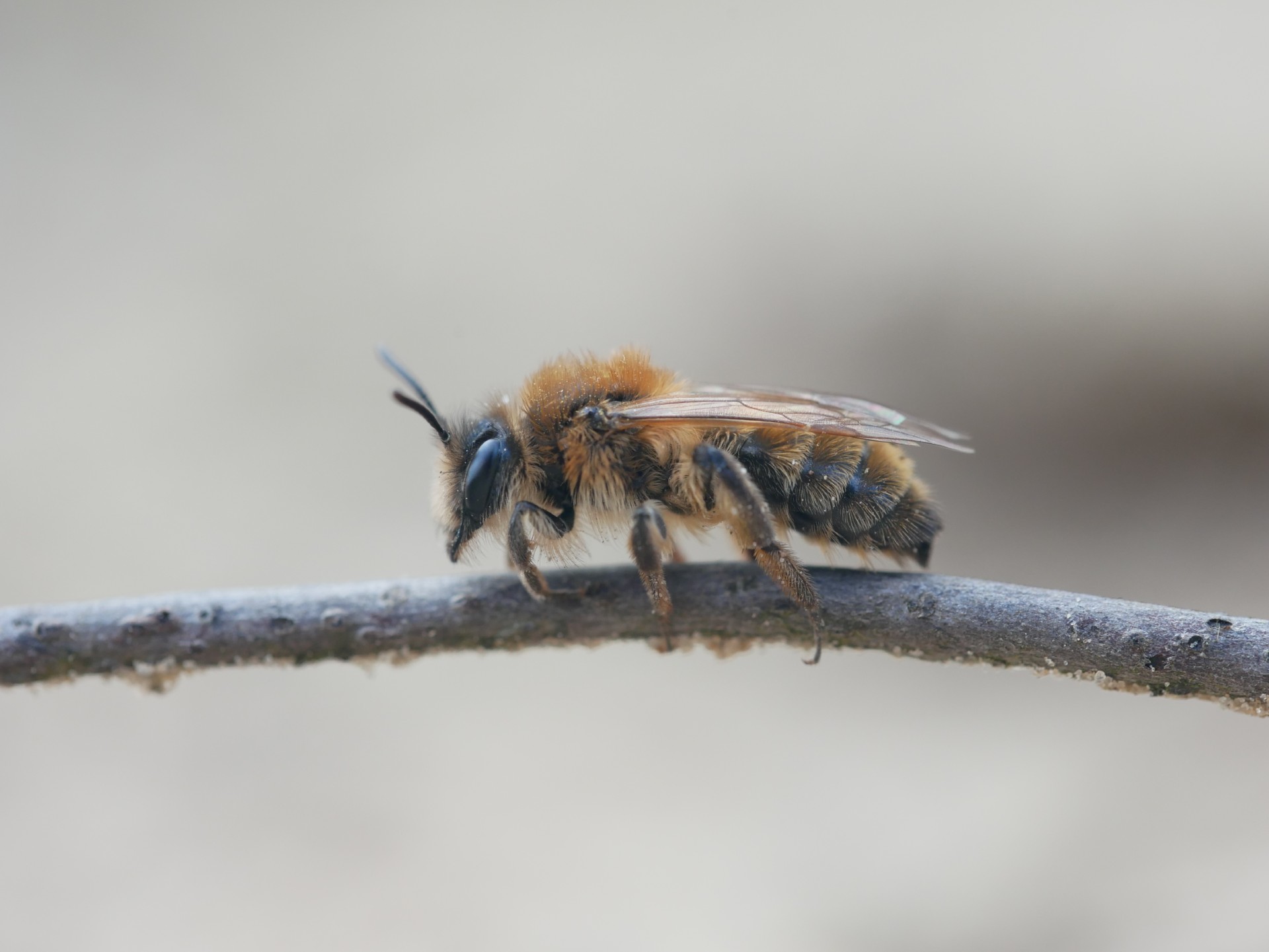 Bij op tak tegen wazige achtergrond.