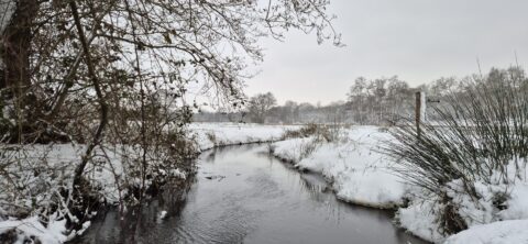 Slingerend beekje in besneeuwd landschap met kale bomen en gras onder een grijze hemel.