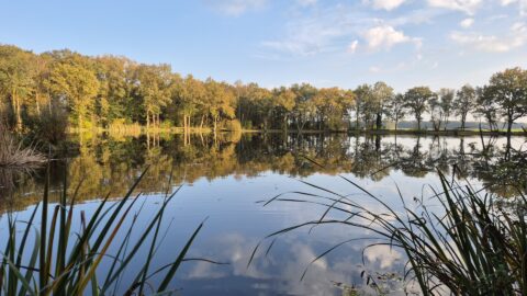 Bosmeer met bomen weerspiegeld in het water, omgeven door riet onder een blauwe lucht.