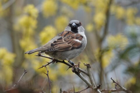 Mussen op een tak met wazige gele bloemen op de achtergrond.
