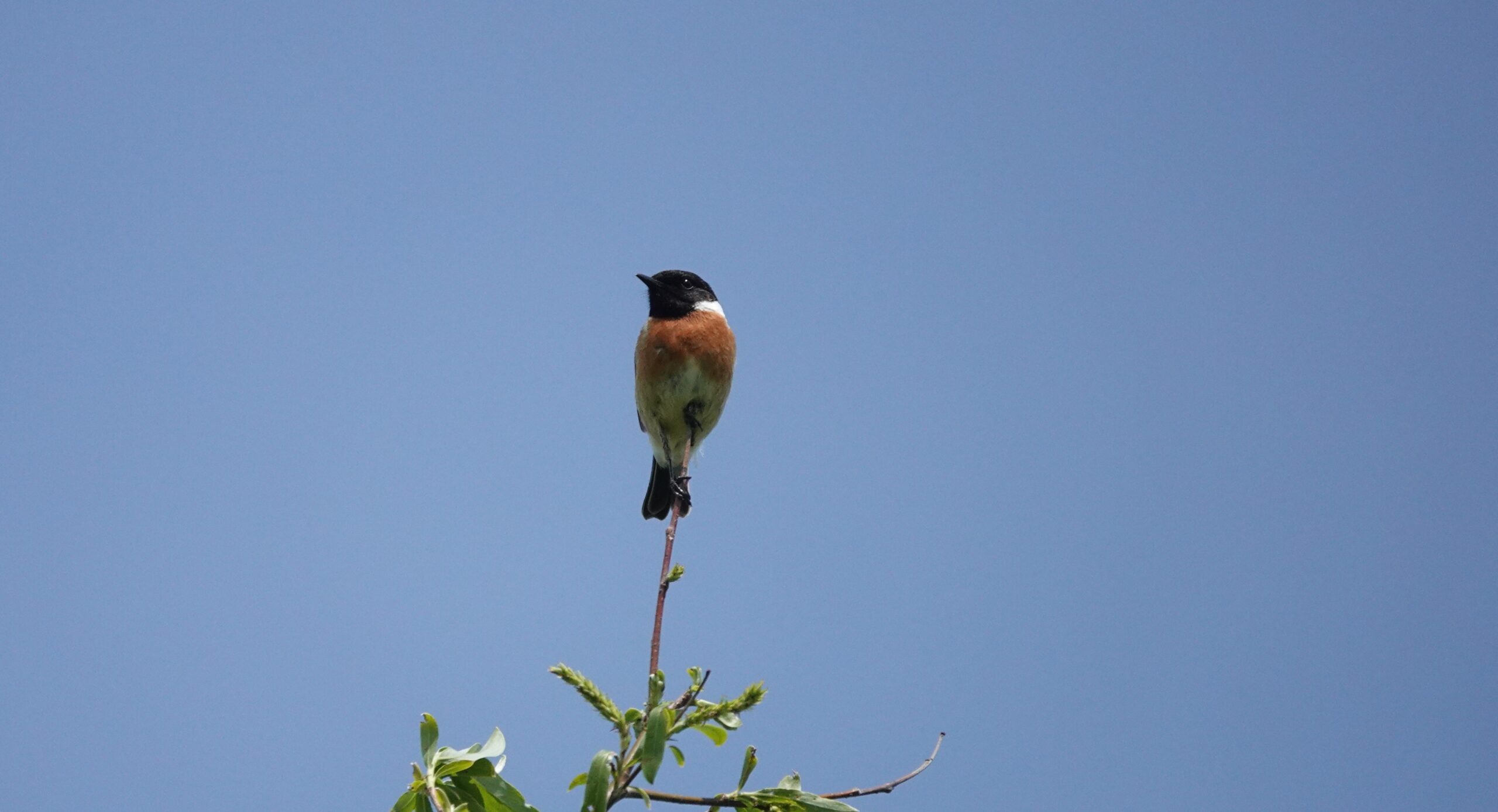 Een klein vogeltje op een tak tegen een heldere blauwe hemel.