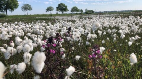 Een veld met witte katoenplanten en paarse bloemen, omgeven door bomen onder een blauwe hemel.