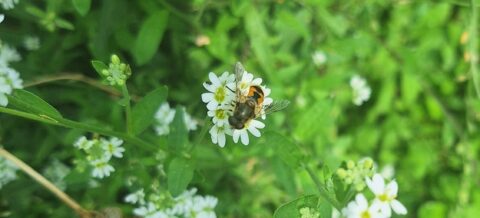 Bij op witte bloem tegen een groene, wazige achtergrond.
