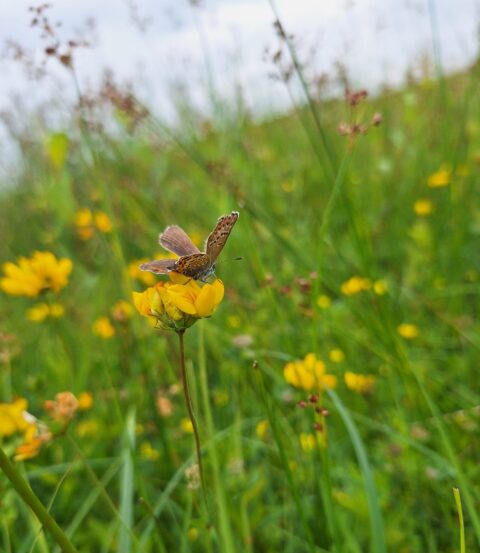 Vlinder op een gele bloem in een groene, wilde bloemenweide.