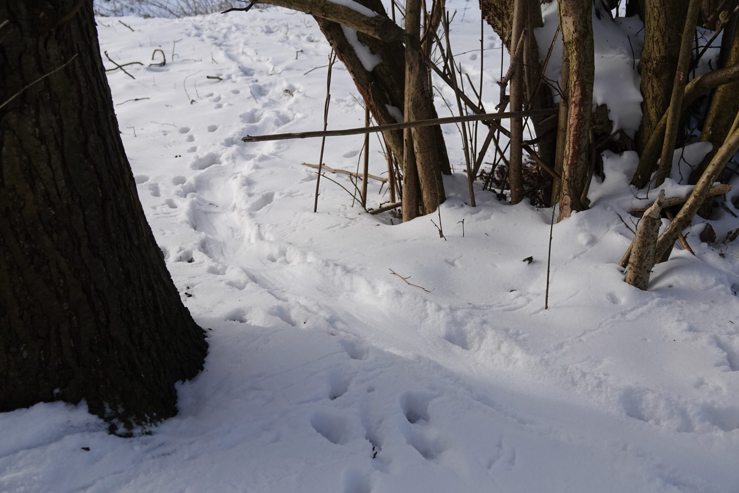 Boomstam en struikgewas in een besneeuwd bos met sporen in de sneeuw.